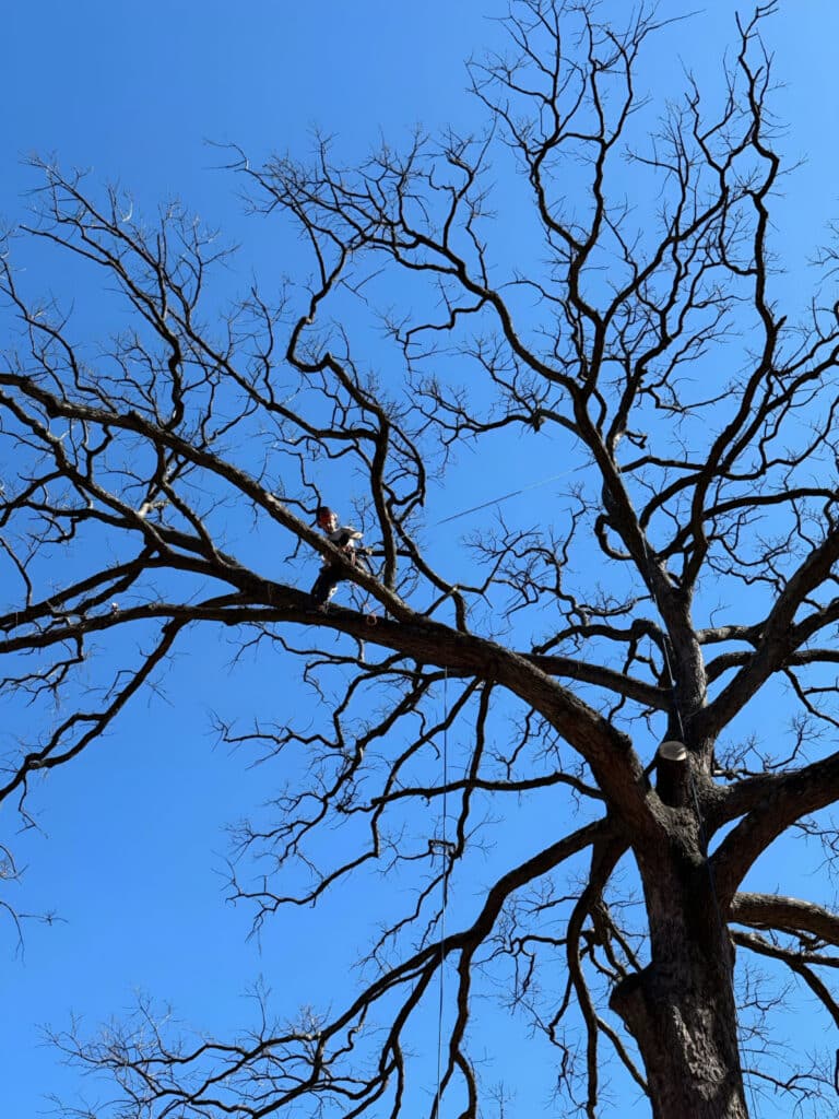 A person secured by ropes perched among the high branches of a tall, leafless tree against a clear blue sky.