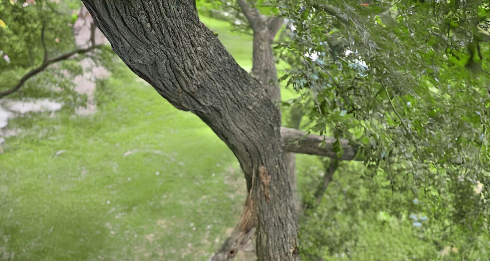 A view of a sturdy tree trunk and branches with green grass below.