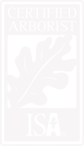 Faded Certified Arborist logo featuring a large stylized oak leaf in the center, with the words ‘CERTIFIED ARBORIST’ at the top and ‘ISA’ at the bottom inside a rectangular border.
